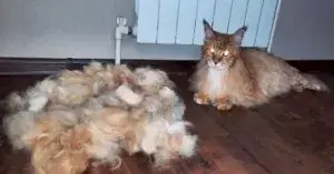 Экспресс-линька мейнкуна Ватсона