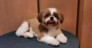 Стрижка ши-тцу Тома