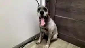 Стрижка цвергшнауцера Чиги