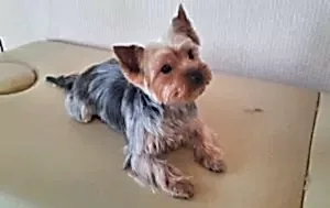 Стрижка йорка Сёмы