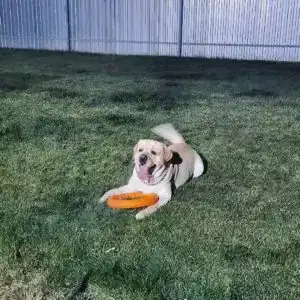 Передержка метиса Рея