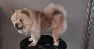 Стрижка чау-чау Леи