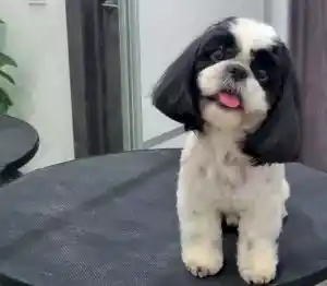 Стрижка ши-тцу Джоя