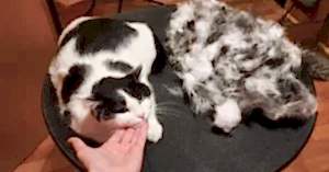 Подборка котиков-экспресс линька