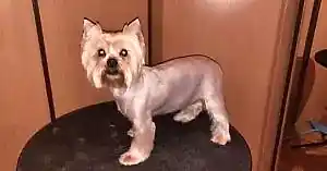 Комплексная стрижка йорка Тима