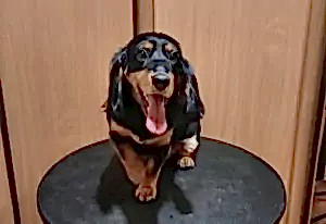 Стрижка английского кокер-спаниеля Евы