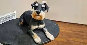 Стрижка цвергшнауцера Рэкки