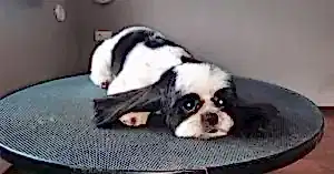 Груминг шитцу Джоя