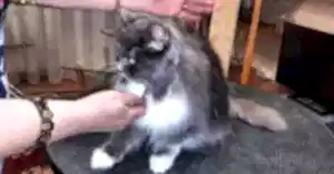 Экспресс-линька кота Миши