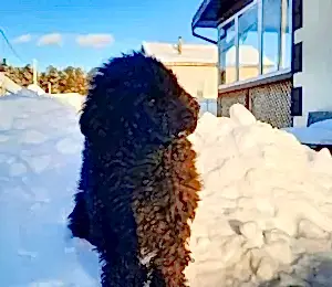 Передержка той-пуделя Теффи