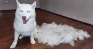 Груминг хаски