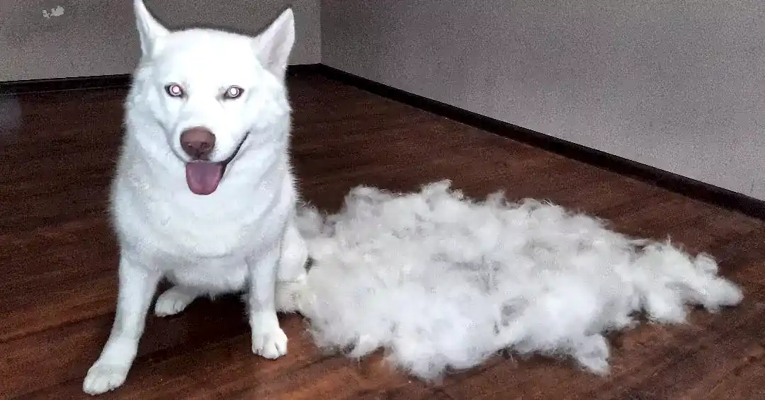 Экспресс-линька для кошек и собак: особенности и необходимость