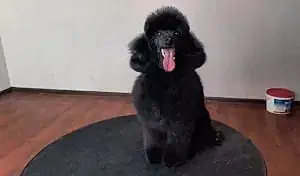 Груминг пуделя