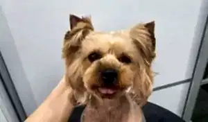 Стрижка йоркширского терьера Маруси