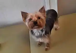 Комплексная стрижка йорка Сёмы