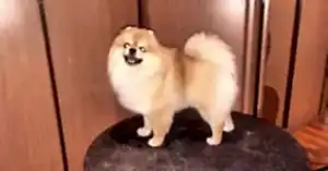 Груминг шпица