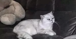 Экспресс линька кота