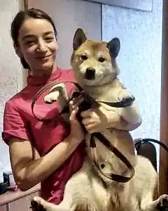 Экспресс-линька сиба-ину Фокса