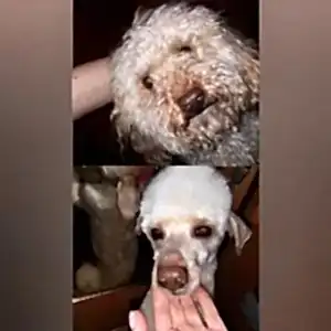 Стрижка пуделя Джони