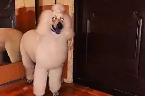 Стрижка пуделя Адама