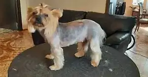 Стрижка йорка Кнопы