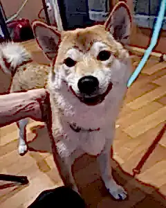 Экспресс линька сиба ину Фокса