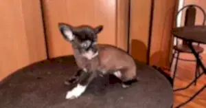 Стрижка чихуахуа Альмы