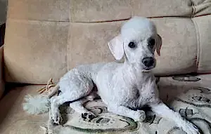 Стрижка пуделя Вилли