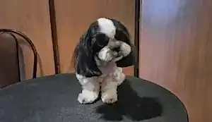 Стрижка ши-тцу Джои