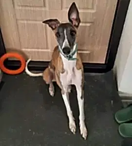 Передержка уиппета Альдо