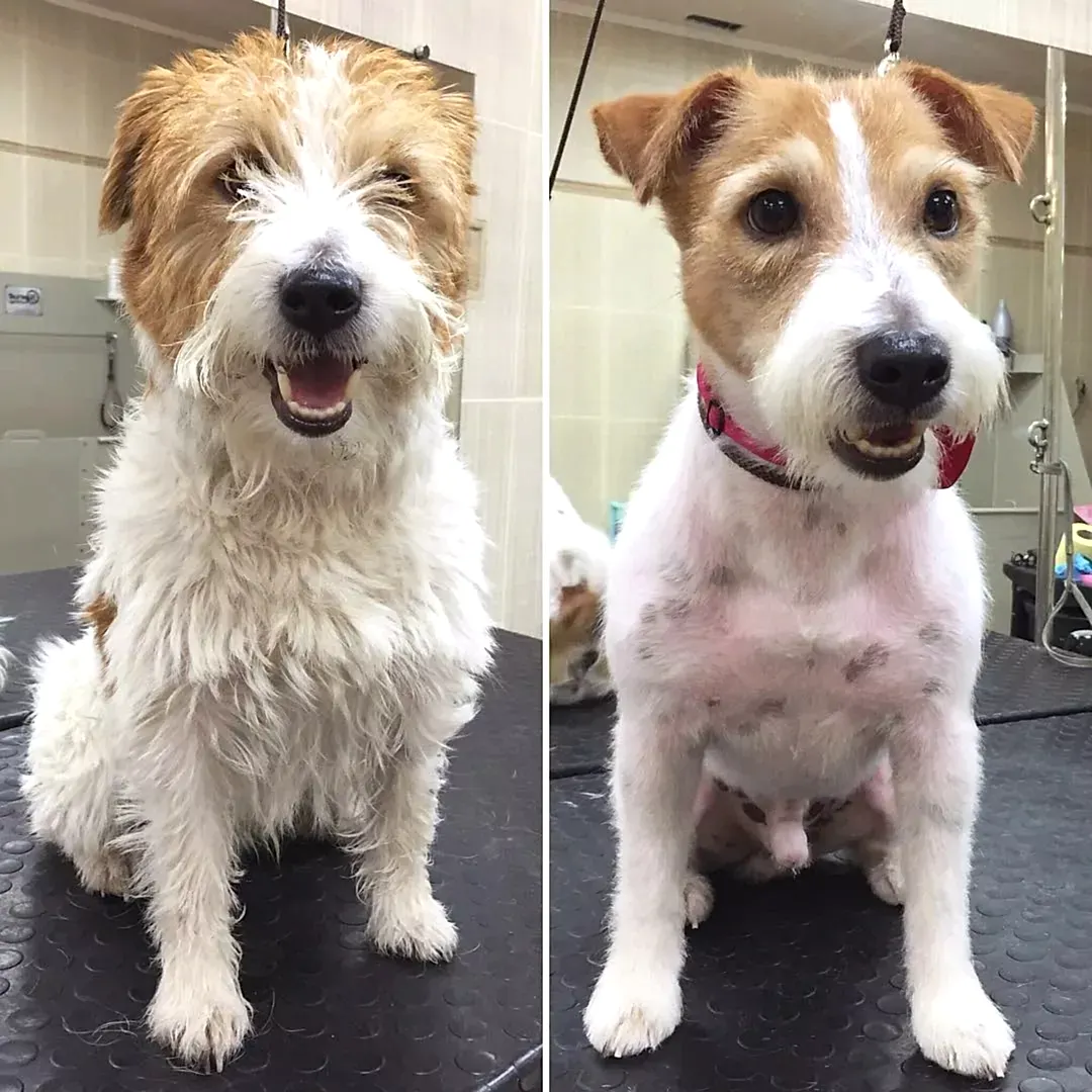 Жесткошерстный тримминг: особенности