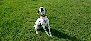 Передержка далматинца Рокки