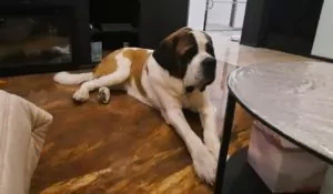 Передержка сенбернара