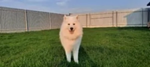 Передержка самоеда Брюса