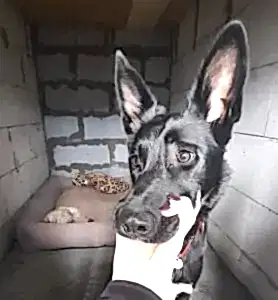 Передержка метиса Черри