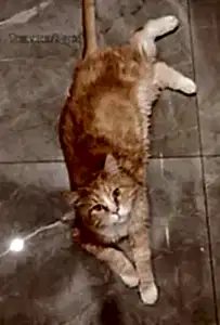 Передержка мейнкуна Тоши