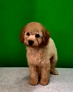 Стрижка мальезе Барни