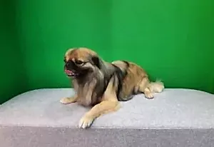 Экспресс-линька пекинеса Финика