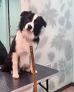 Экспресс-линька бордер колли Хэппи