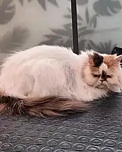 Экспресс линька кошки Туси