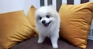 Груминг шпица Фени