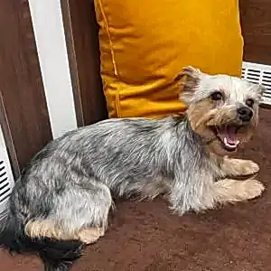 Стрижка йоркширского терьера Ники