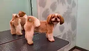 Стрижка ши-тцу Томаса «под щенка»