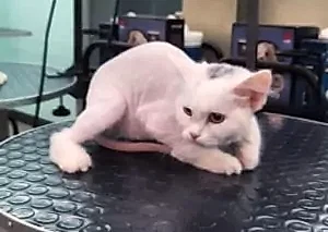 Исправление работы другого грумера