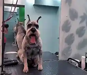 Стрижка цвергшнауцера Чиги