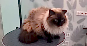 Экспресс линька кошки Сени