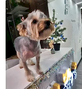 Стрижка йорка Йоды