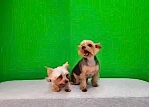 Груминг йорков Буси и Таси