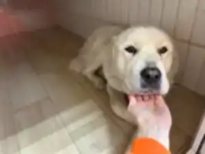 Передержка алабая Умки