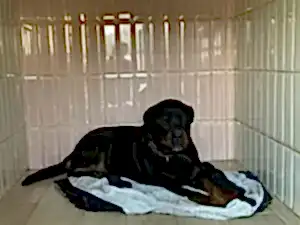 Передержка ротвейлера Арчи